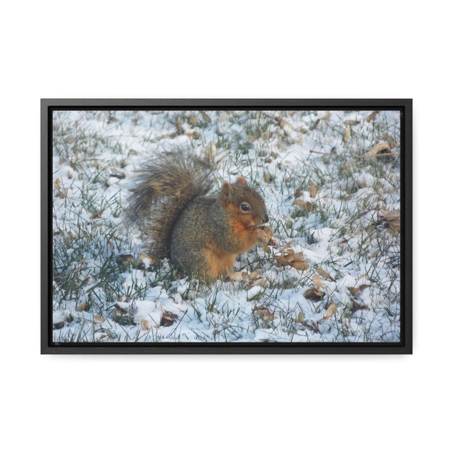 Winter Squirrel Gallery Canvas Wraps Framed