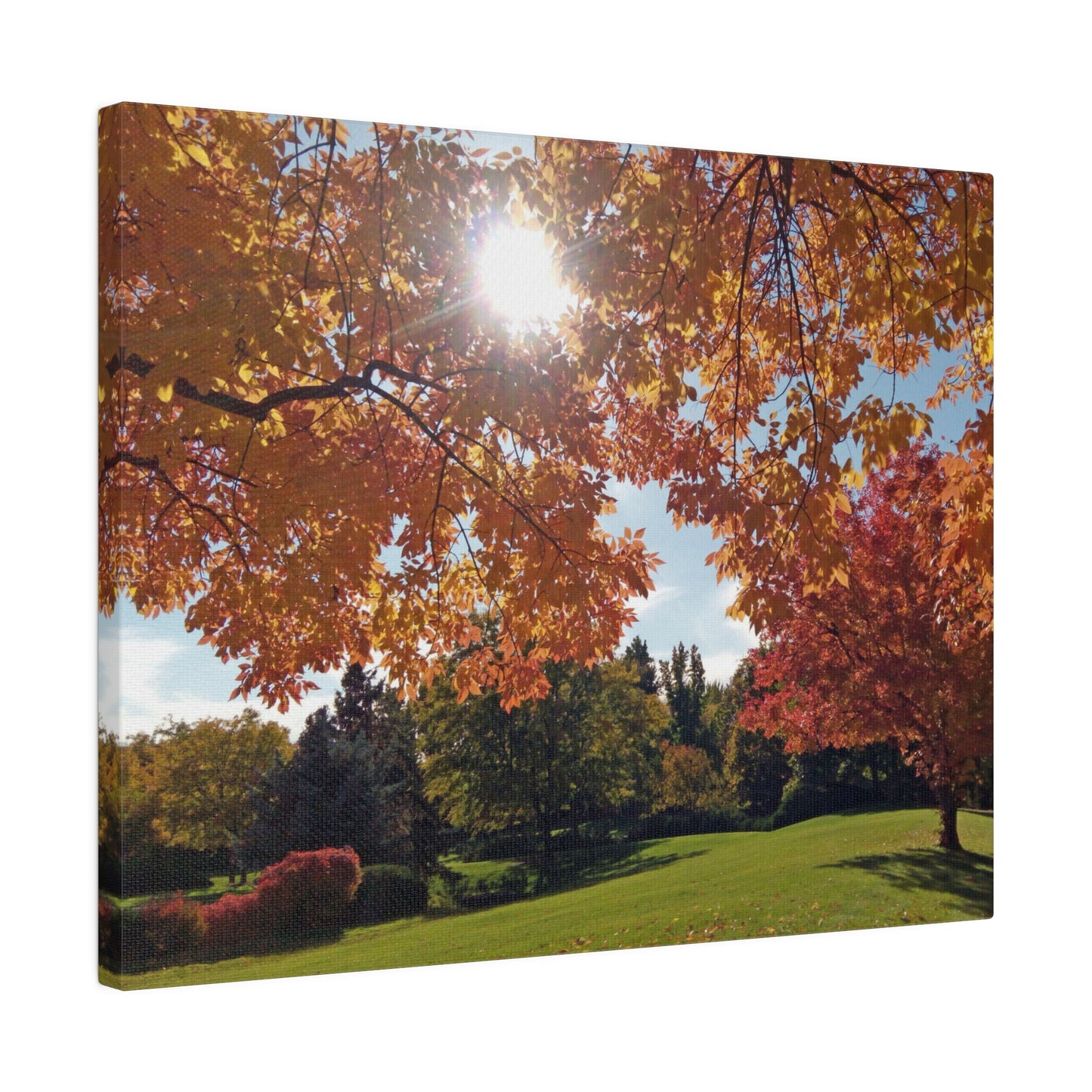 Autumn Light Matte Canvas