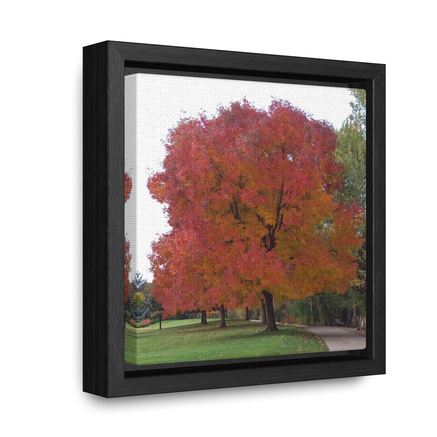 Autumn Tree Mid Fall Gallery Canvas Wrap Square Framed