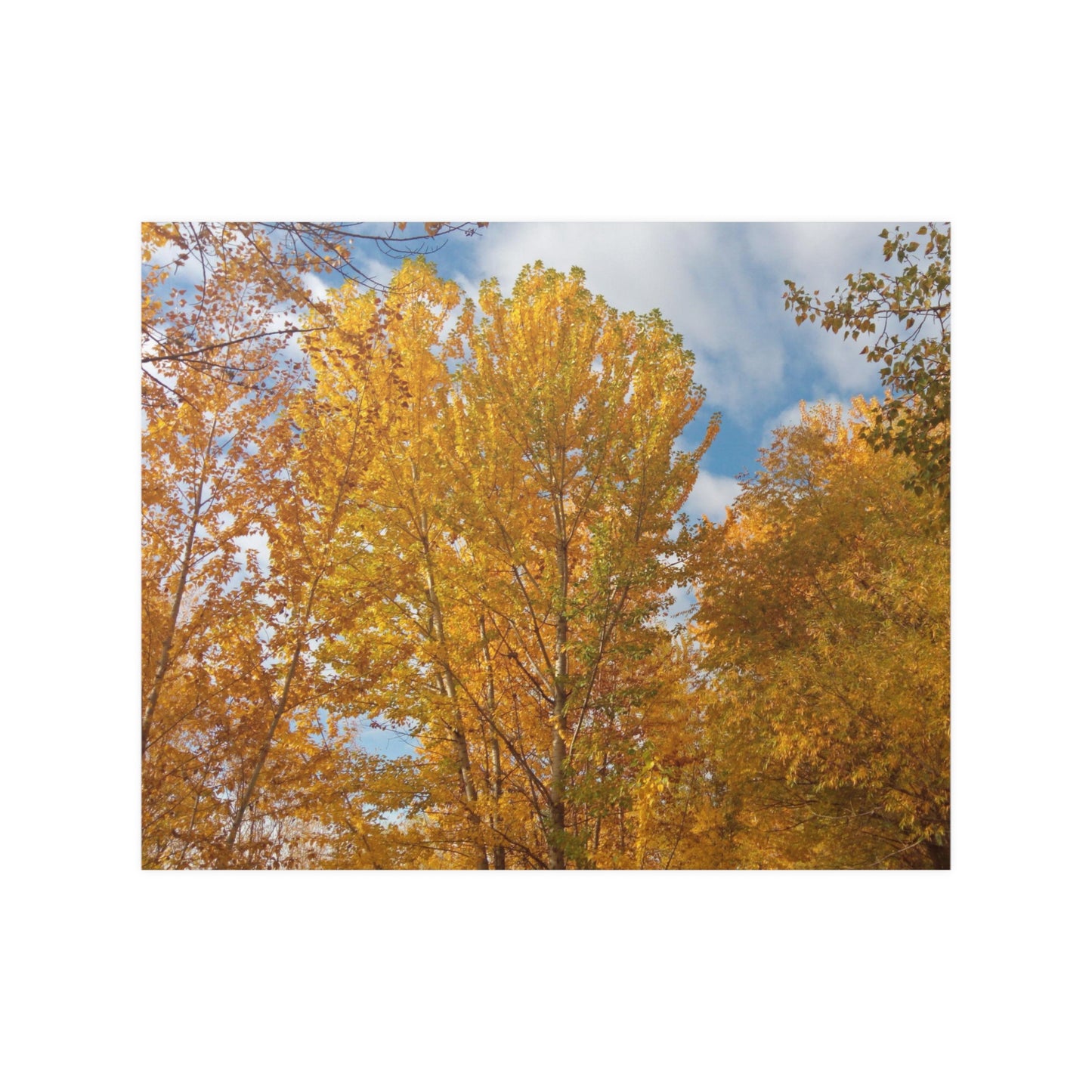 Autumn Gold Satin Posters