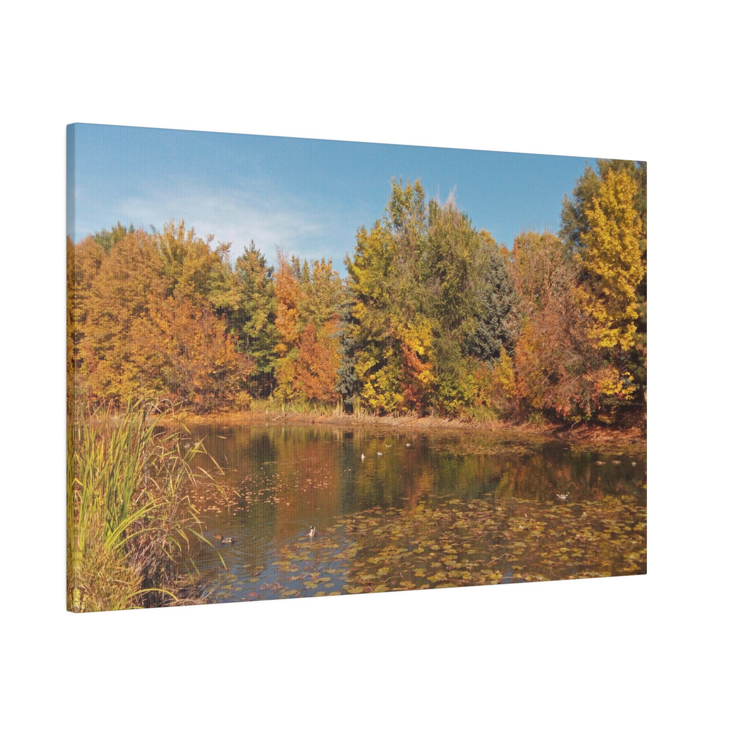 Autumn Duck Pond Matte Canvas