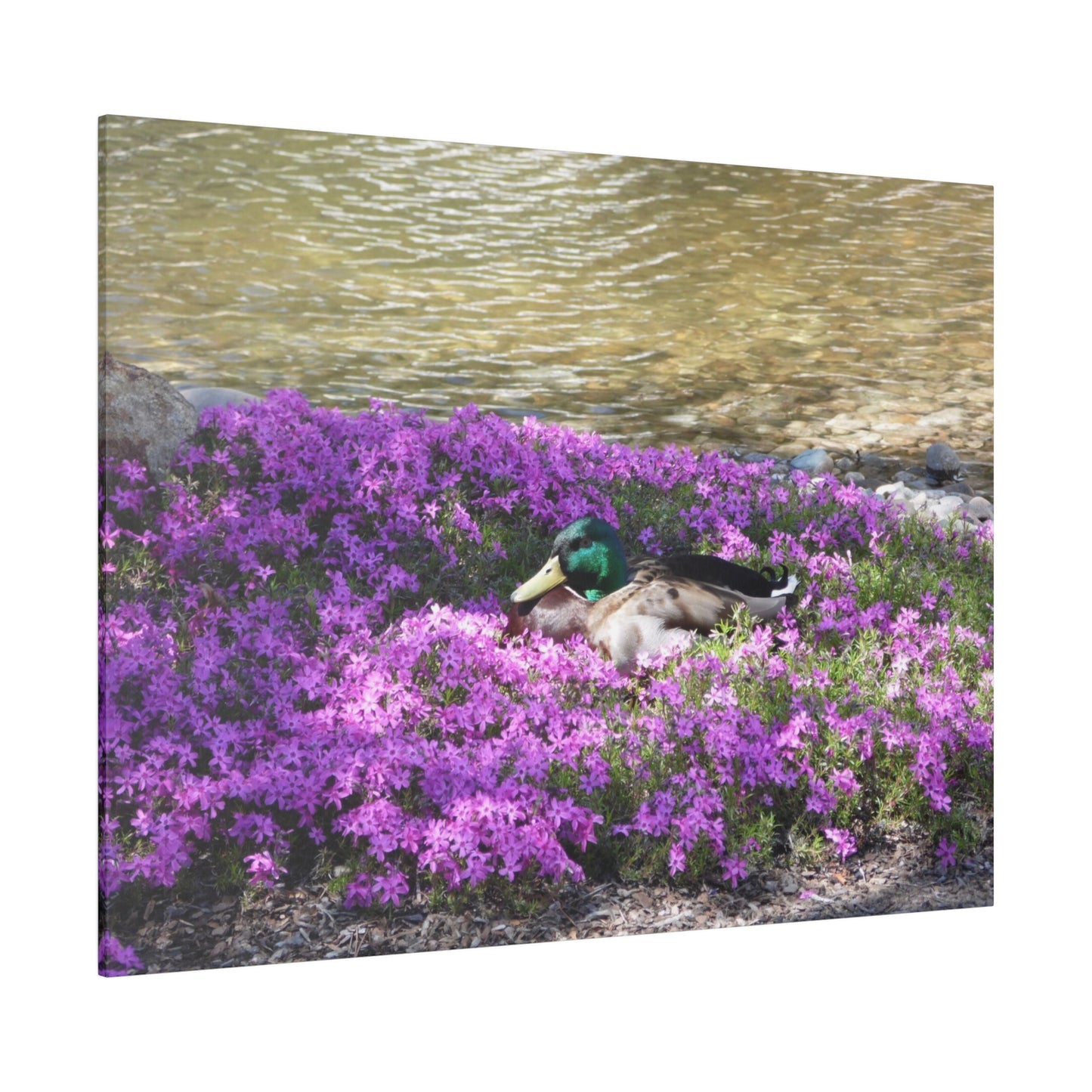 Duck Resting In Flowers Matte Canvas