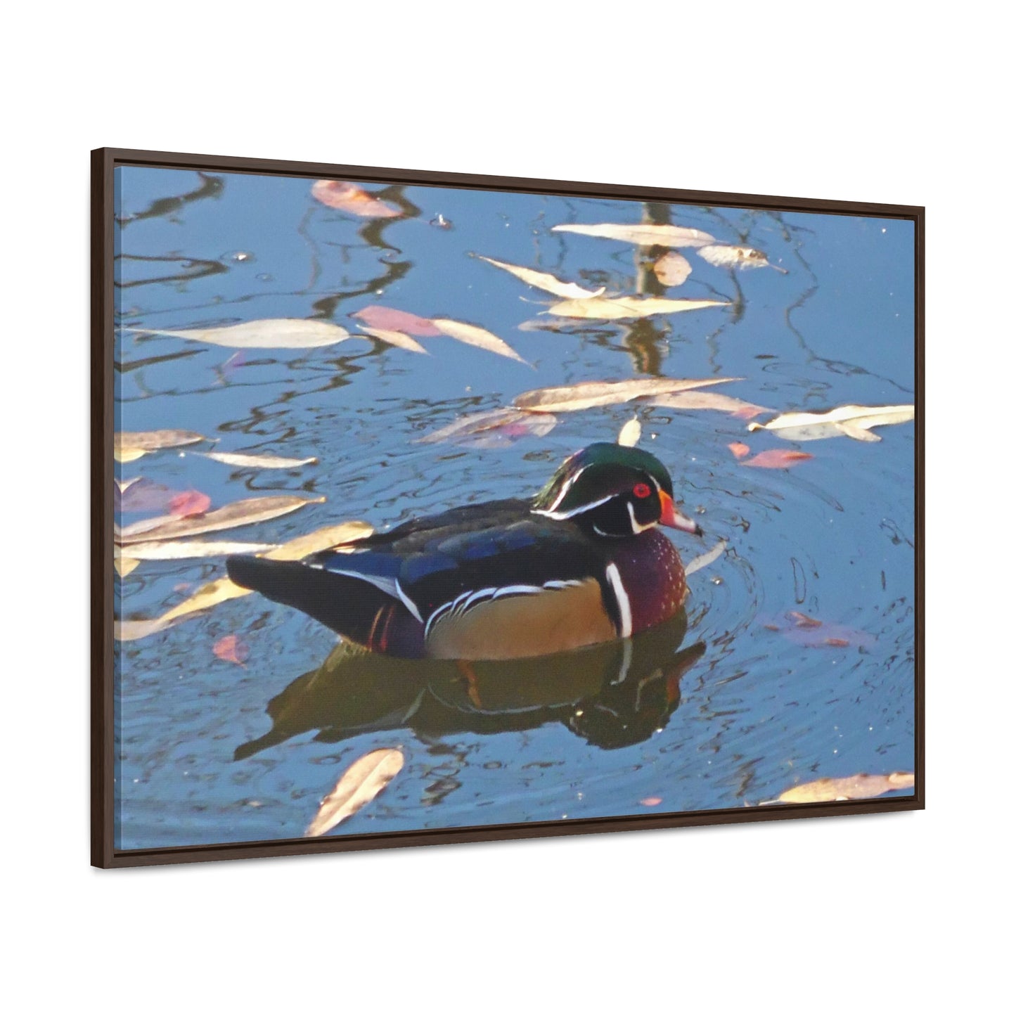 Autumn Wood Duck Gallery Canvas Wraps Framed