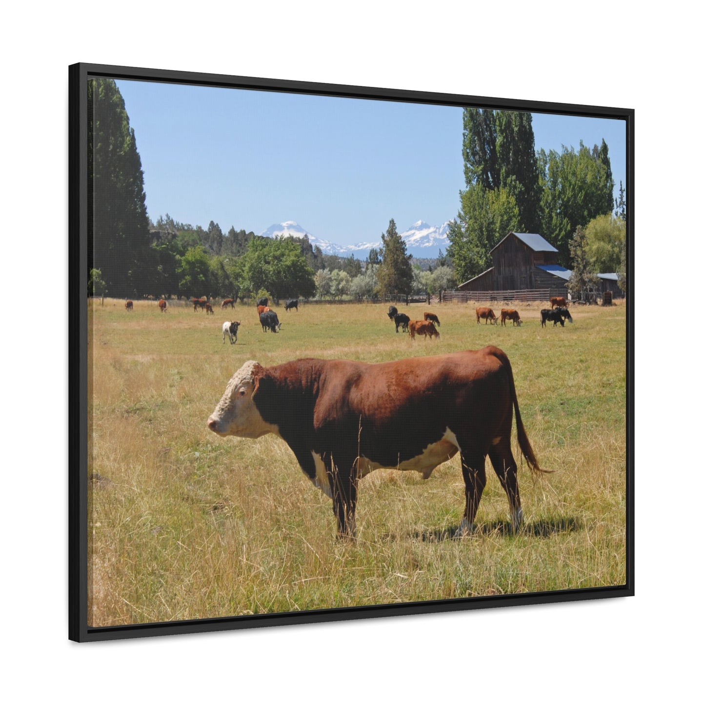 King Of The Pasture Gallery Canvas Wraps Framed