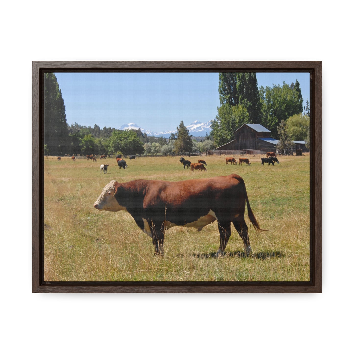 King Of The Pasture Gallery Canvas Wraps Framed