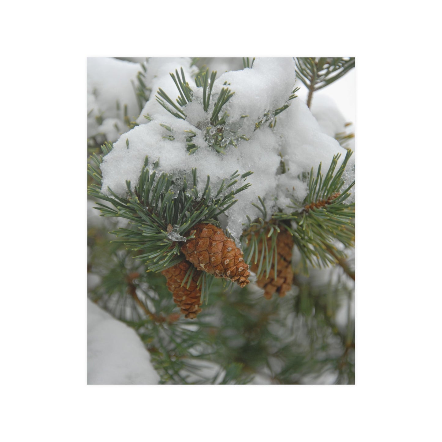Snowy Fir Cones Satin Posters