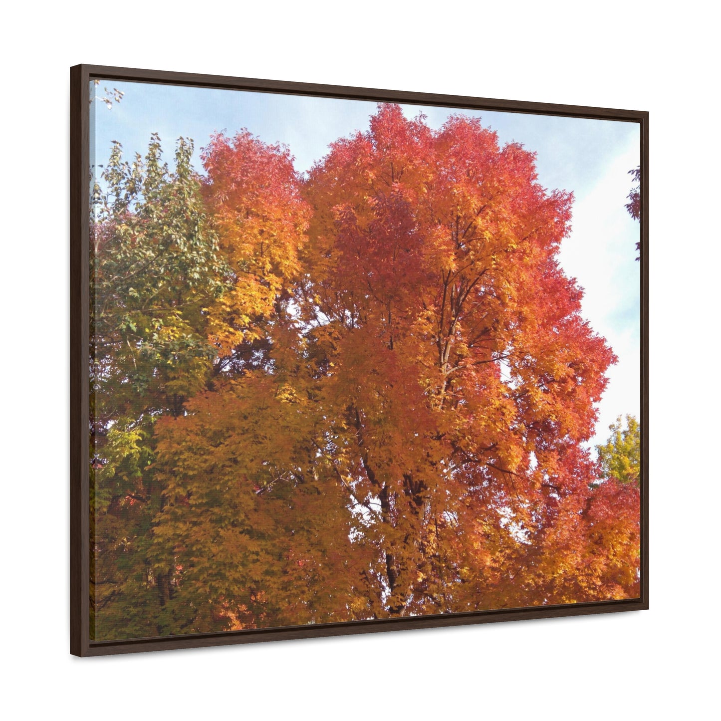 Autumn Radiance Gallery Canvas Wraps Framed