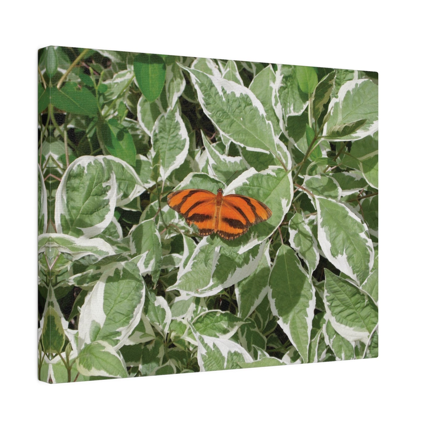 Leaves & Butterfly Matte Canvas