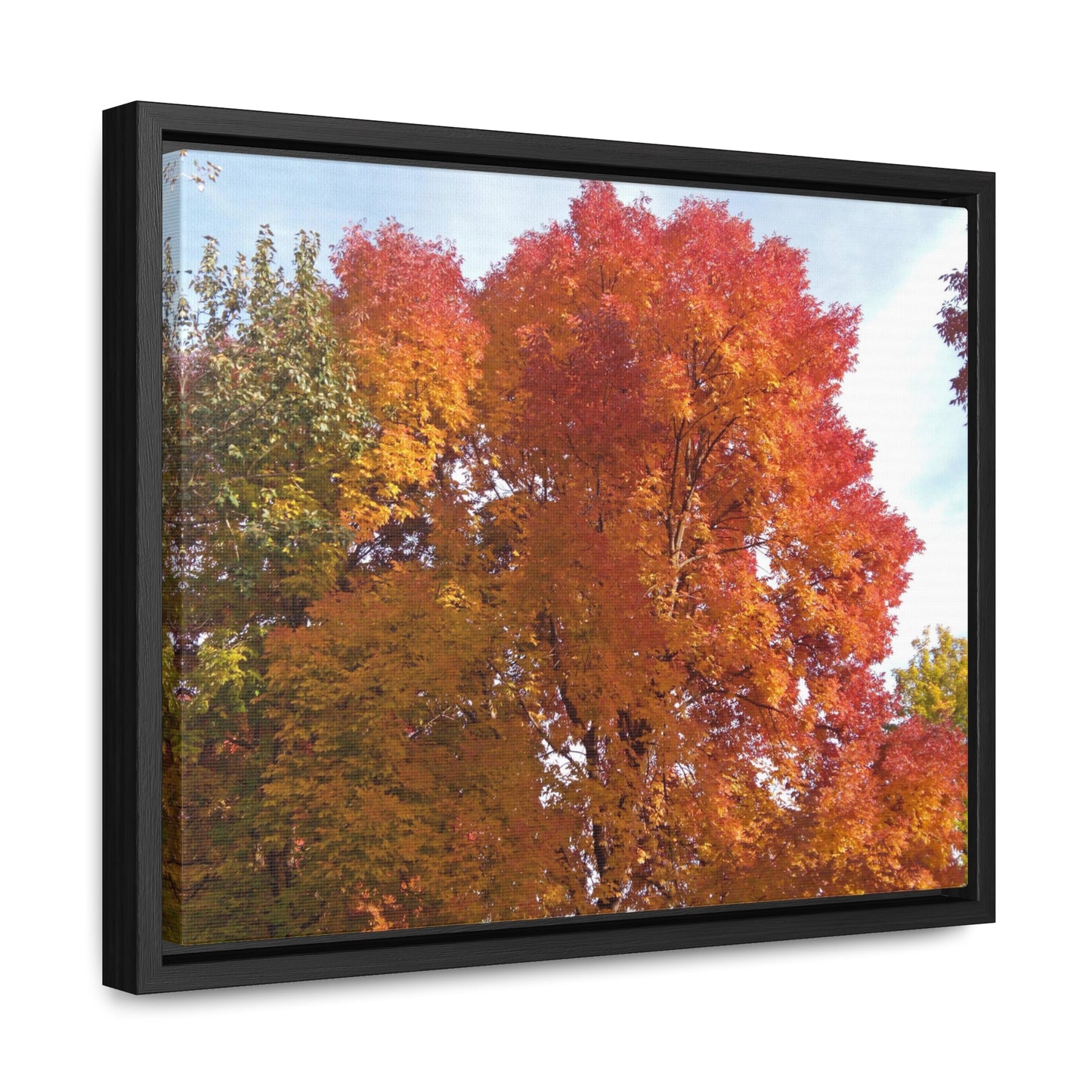 Autumn Radiance Gallery Canvas Wraps Framed