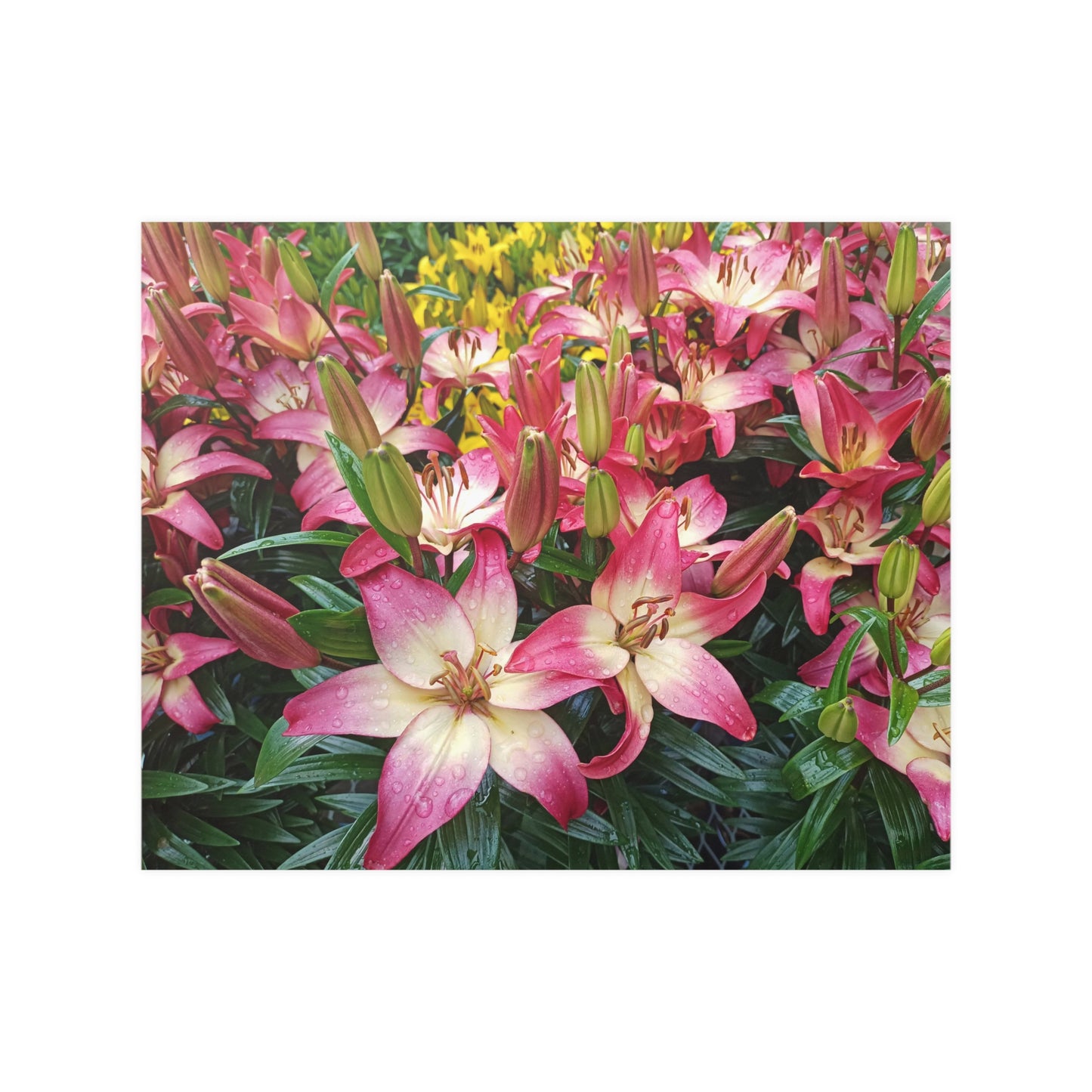 Lovely Lilies Satin Posters