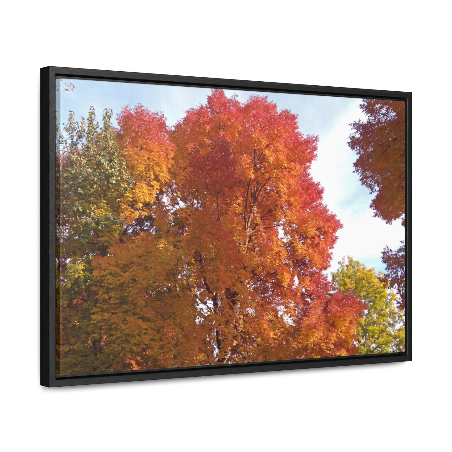 Autumn Radiance Gallery Canvas Wraps Framed