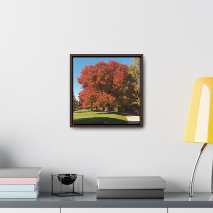 Autumn Tree Early Fall Gallery Canvas Wraps, Square Framed