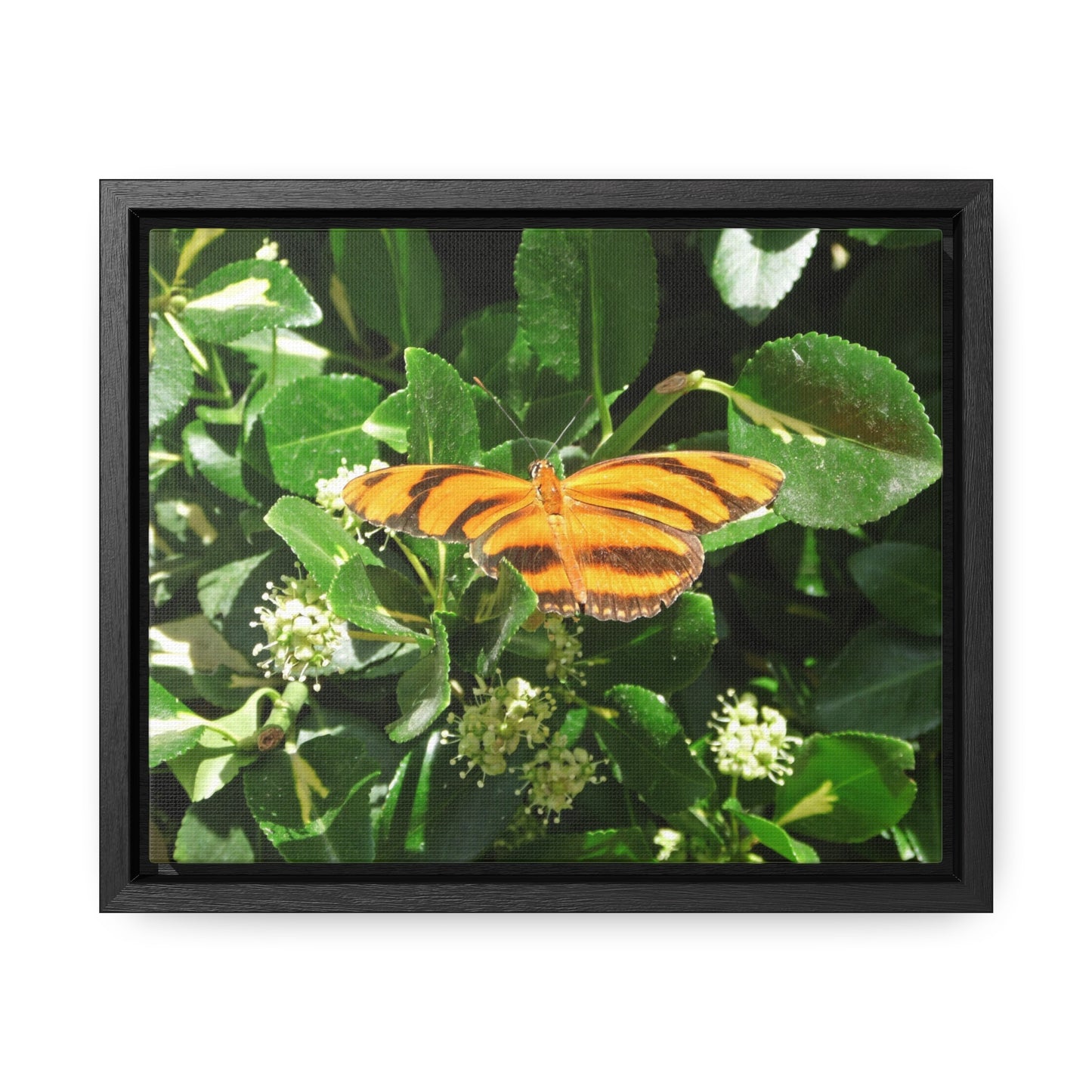 Golden Butterfly Gallery Canvas Wraps Framed