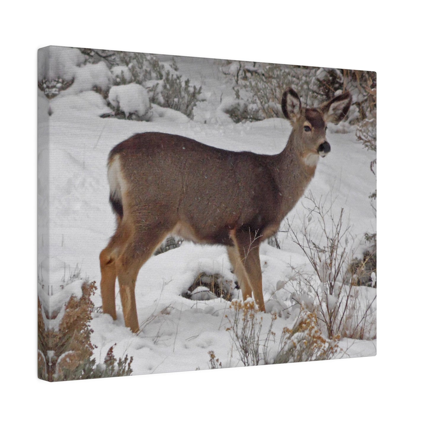 Snowy Deer Matte Canvas