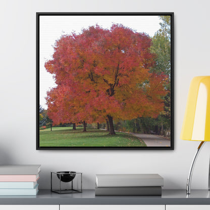 Autumn Tree Mid Fall Gallery Canvas Wrap Square Framed