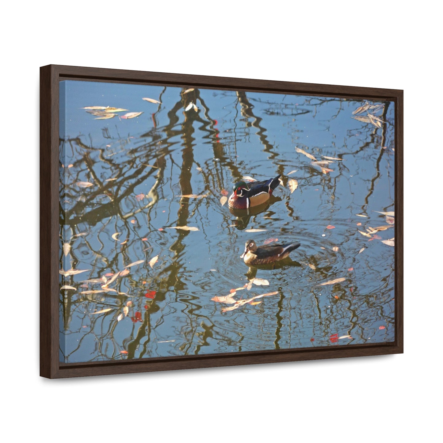 Wood Duck Couple Gallery Canvas Wraps Framed