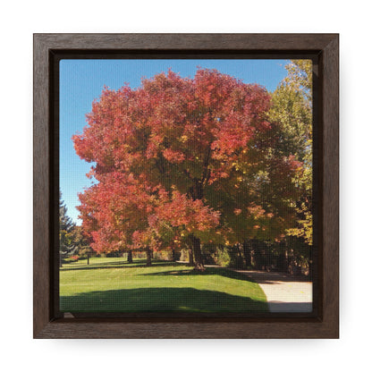 Autumn Tree Early Fall Gallery Canvas Wraps, Square Framed