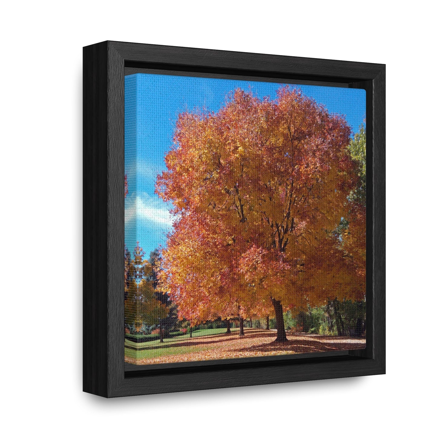 Autumn Tree Late Fall Gallery Canvas Wraps Square Framed