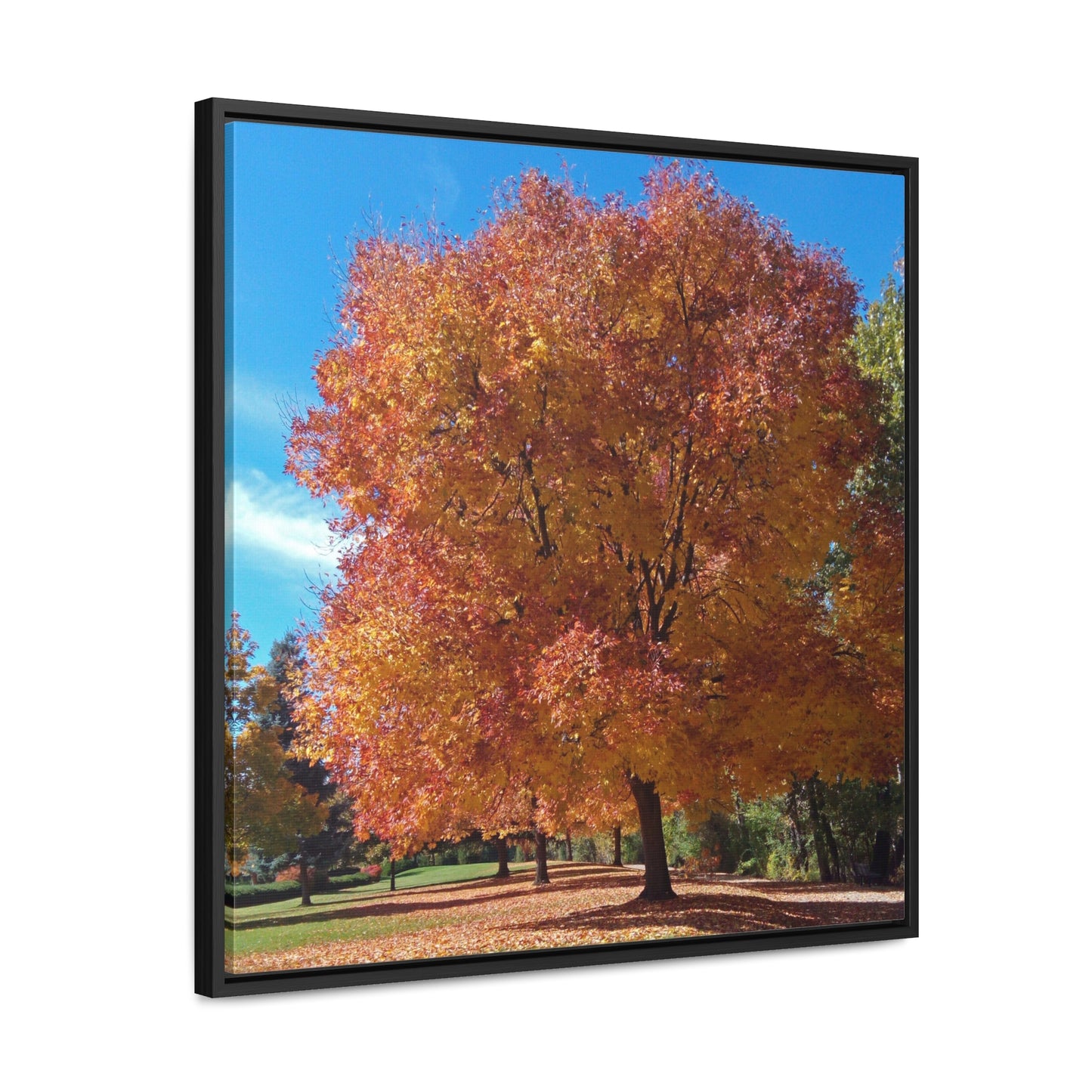 Autumn Tree Late Fall Gallery Canvas Wraps Square Framed