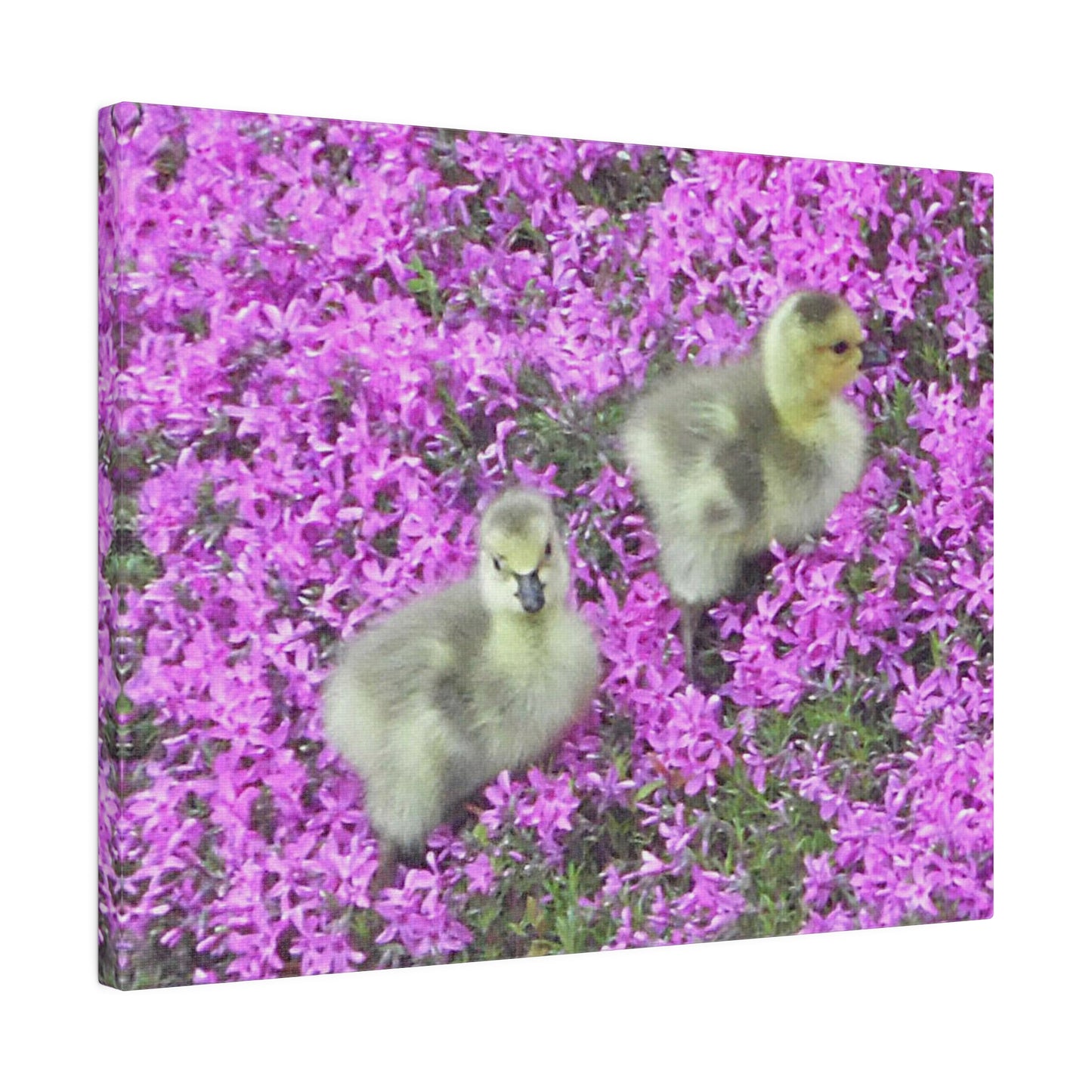 Precious Peeps Matte Canvas