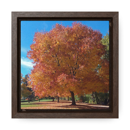 Autumn Tree Late Fall Gallery Canvas Wraps Square Framed