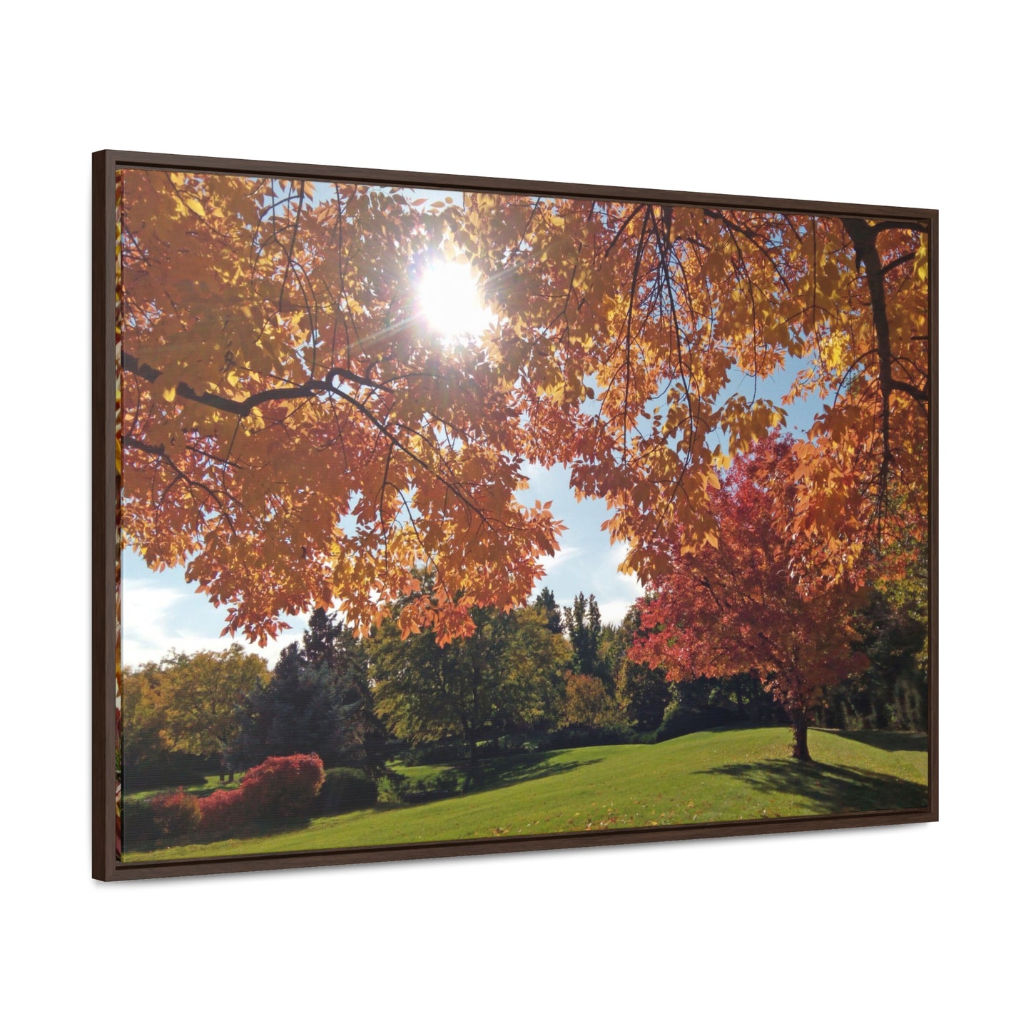 Autumn Light Gallery Canvas Wrap Framed