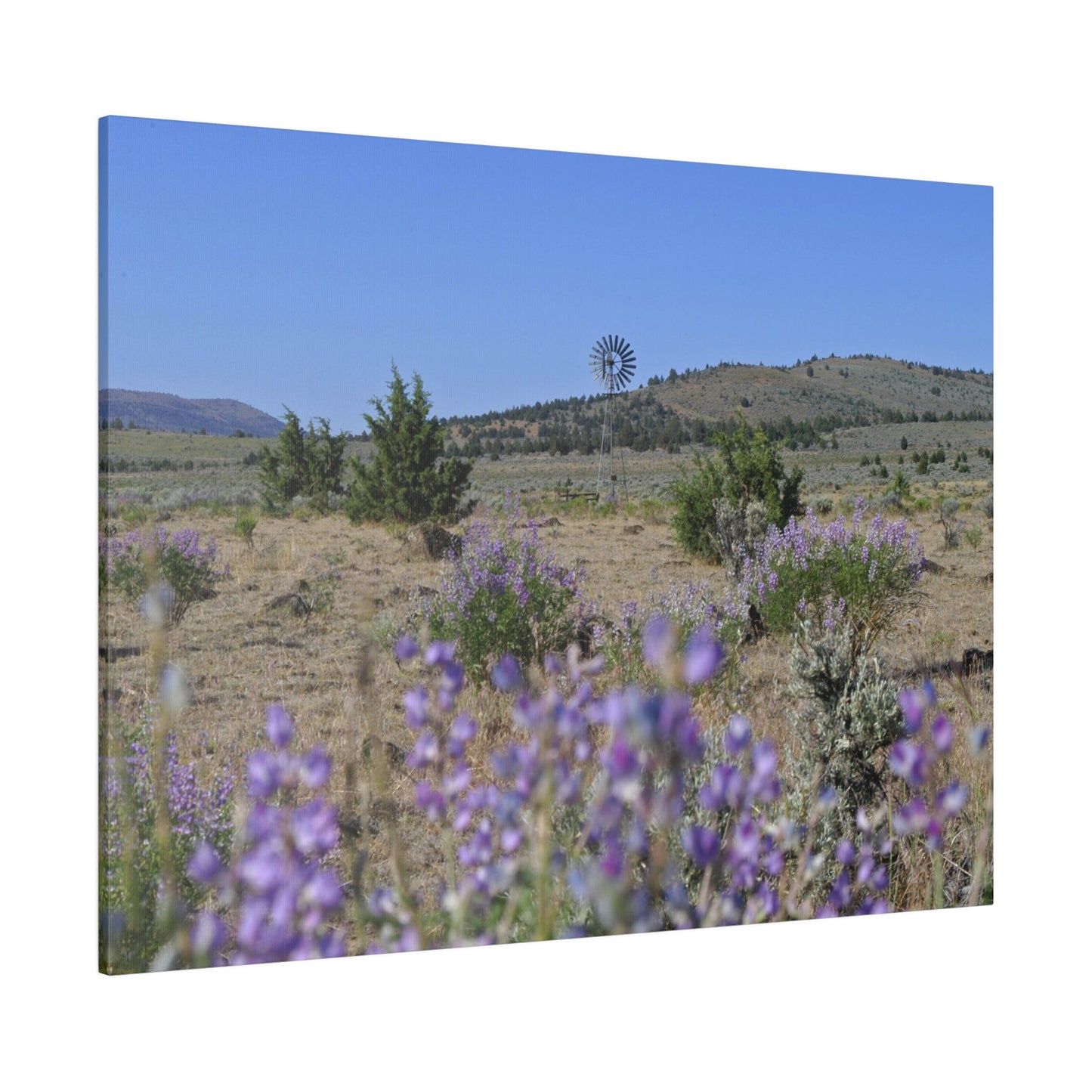 High Desert Lupine & Windmill Matte Canvas