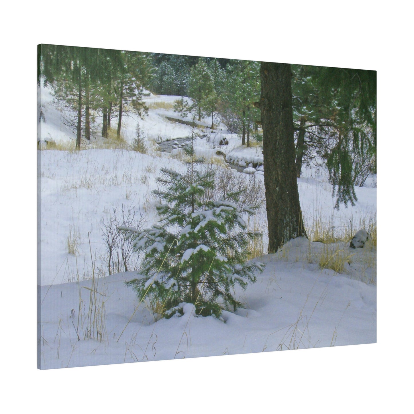 Christmas Tree Creek Matte Canvas