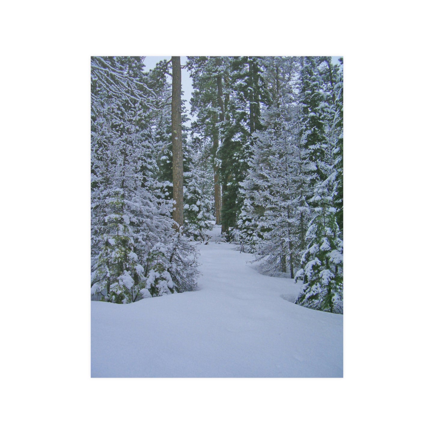 Snowy Woods Satin Posters