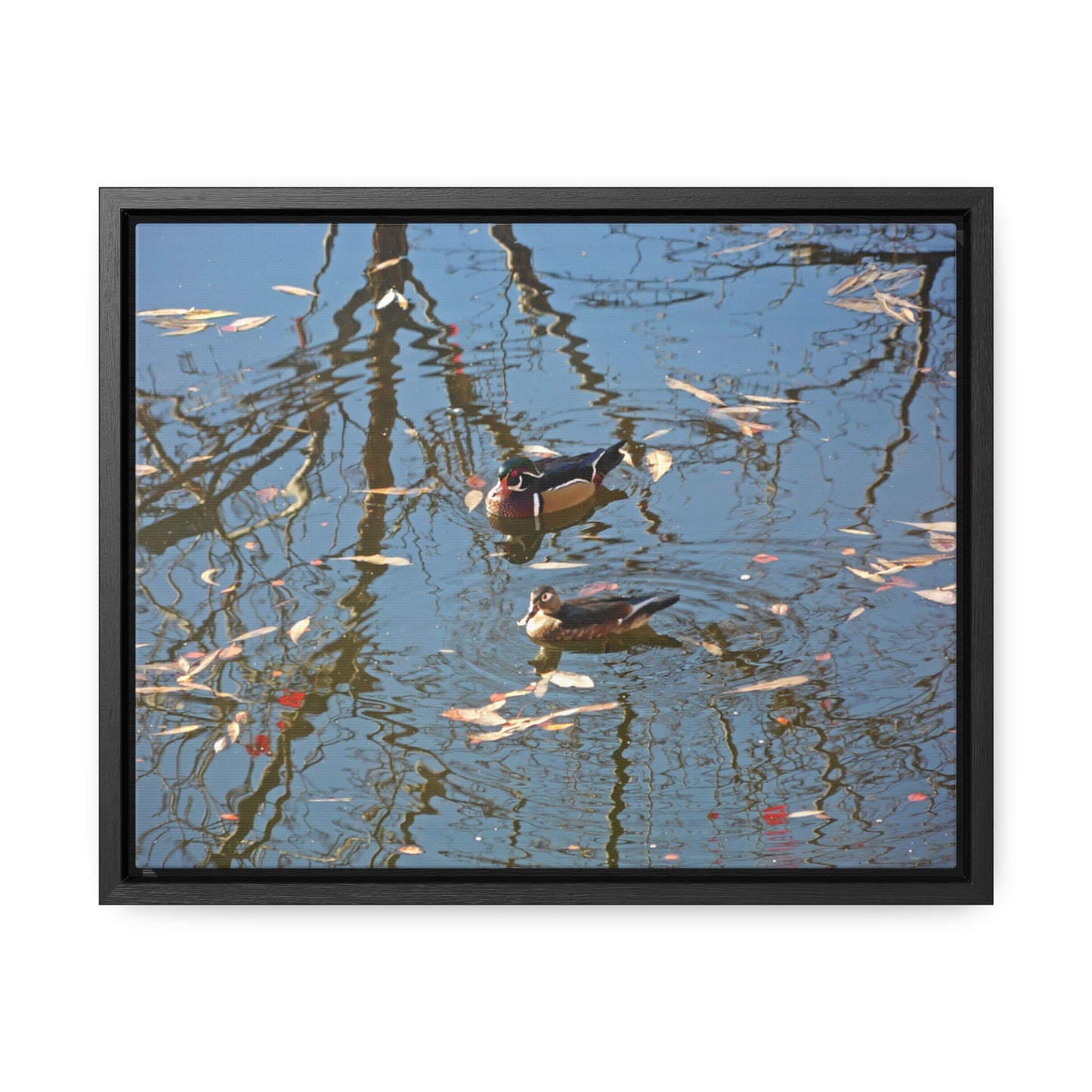 Wood Duck Couple Gallery Canvas Wraps Framed