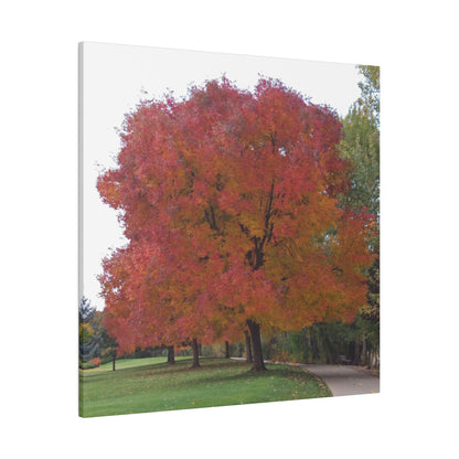 Autumn Tree Mid Fall Matte Canvas