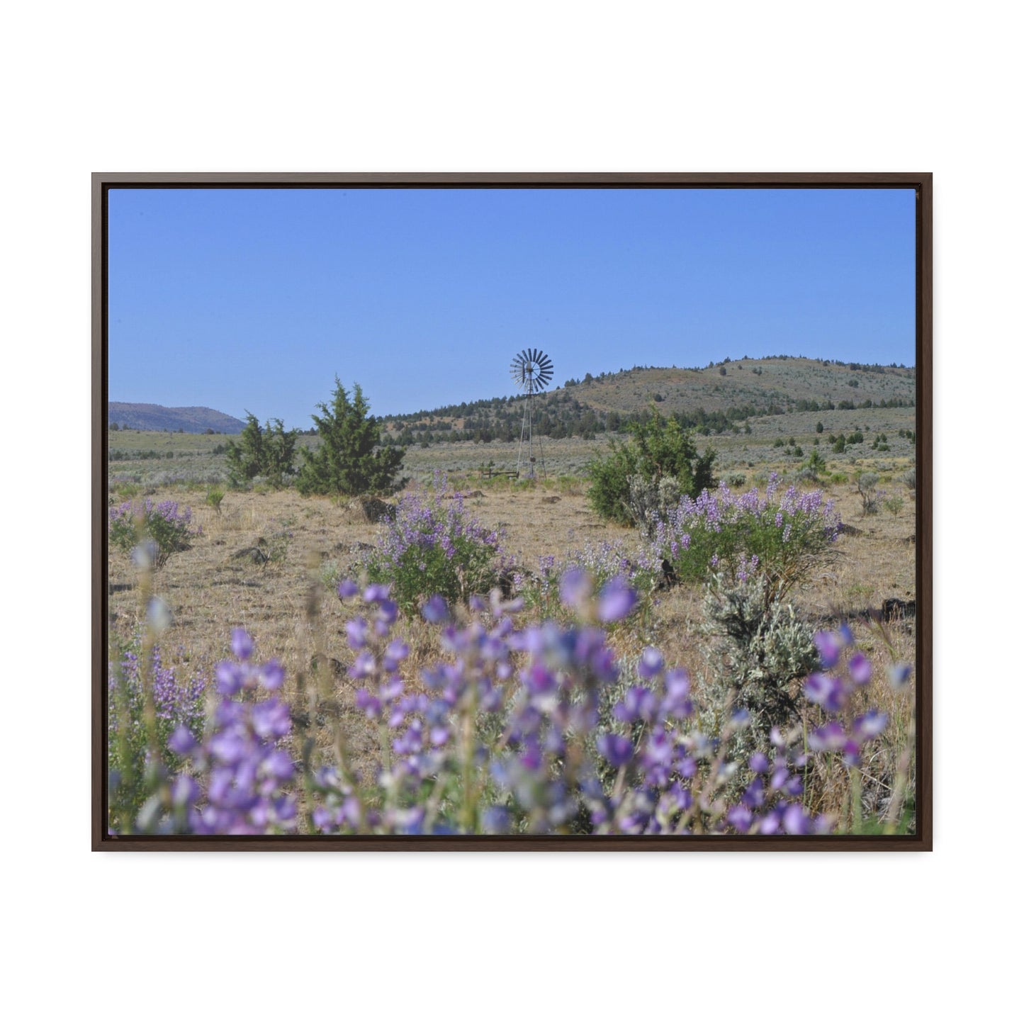 High Desert Lupine & Windmill Gallery Canvas Wraps Framed