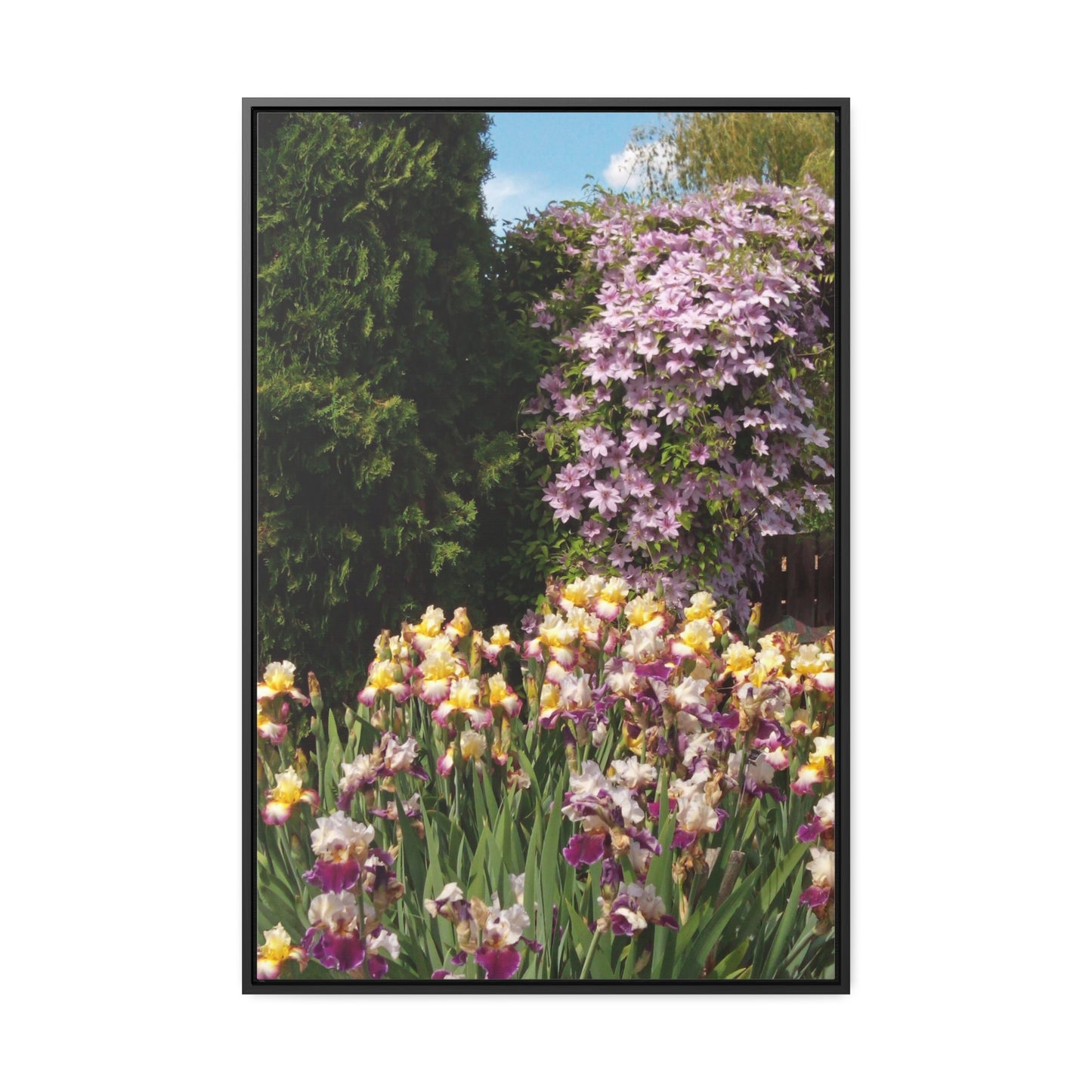 Sunny Iris Garden Gallery Canvas Wraps Framed
