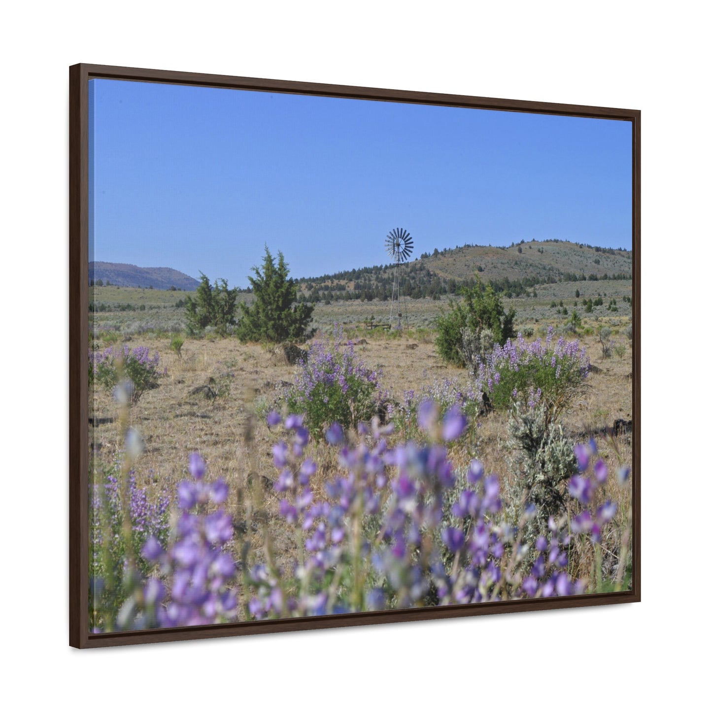 High Desert Lupine & Windmill Gallery Canvas Wraps Framed