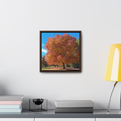 Autumn Tree Late Fall Gallery Canvas Wraps Square Framed