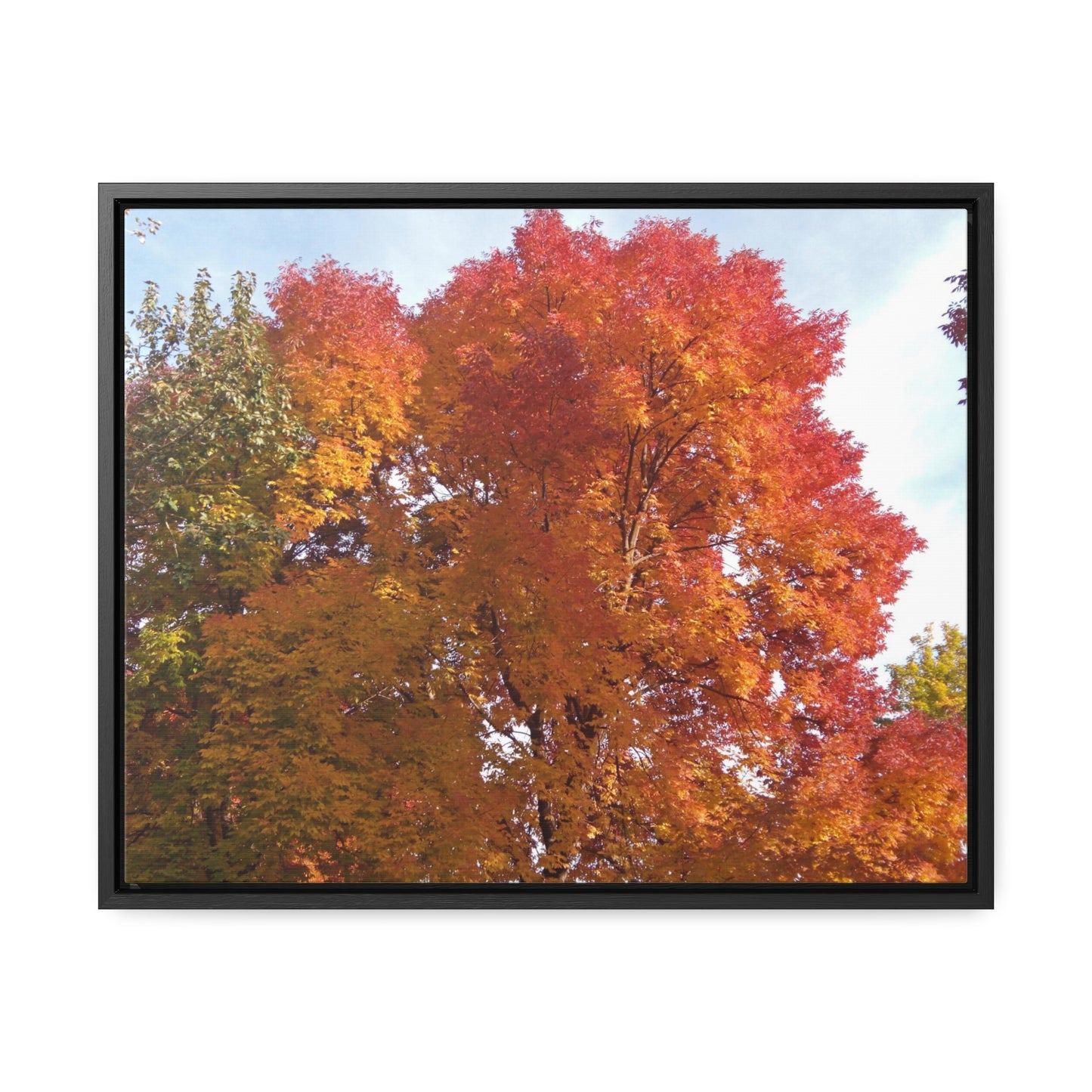 Autumn Radiance Gallery Canvas Wraps Framed