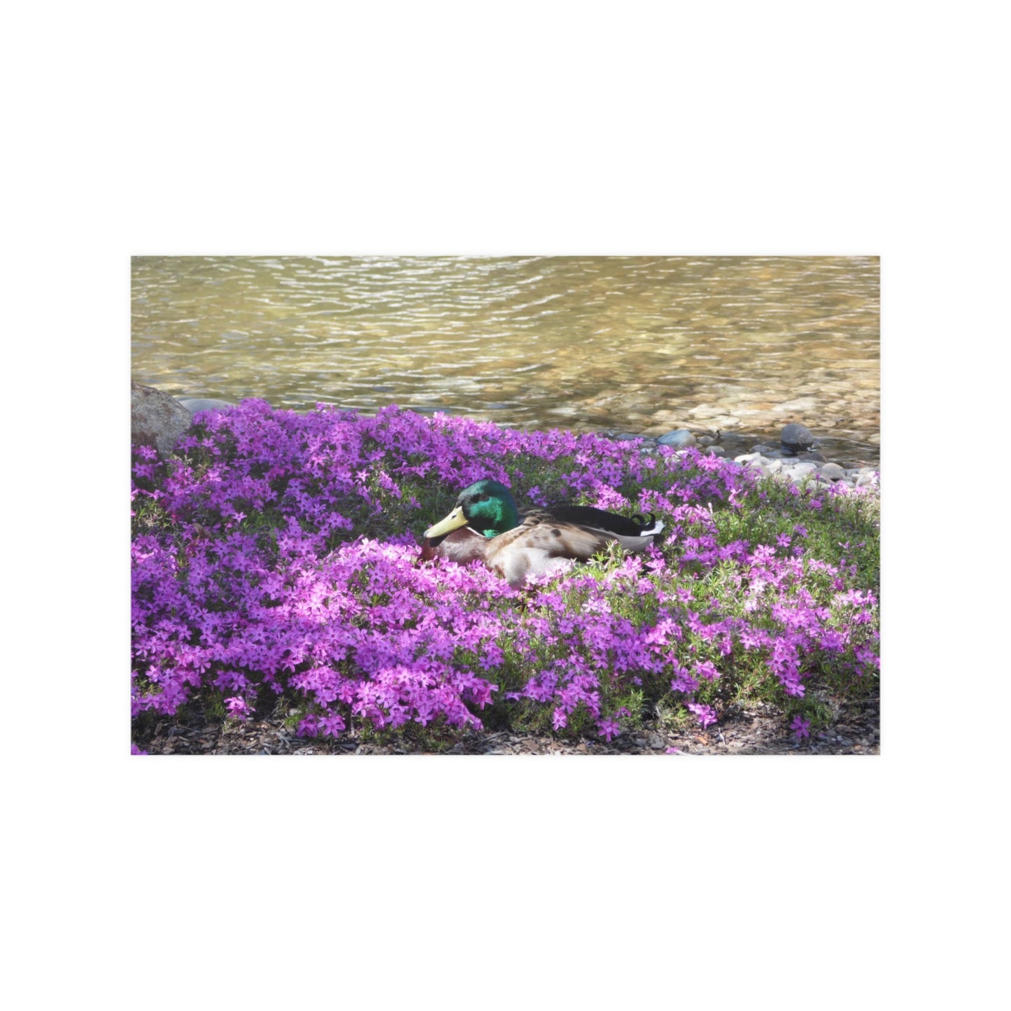 Duck Resting In Flowers Satin Posters
