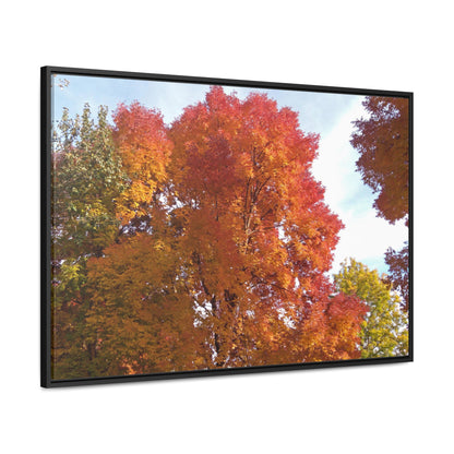 Autumn Radiance Gallery Canvas Wraps Framed