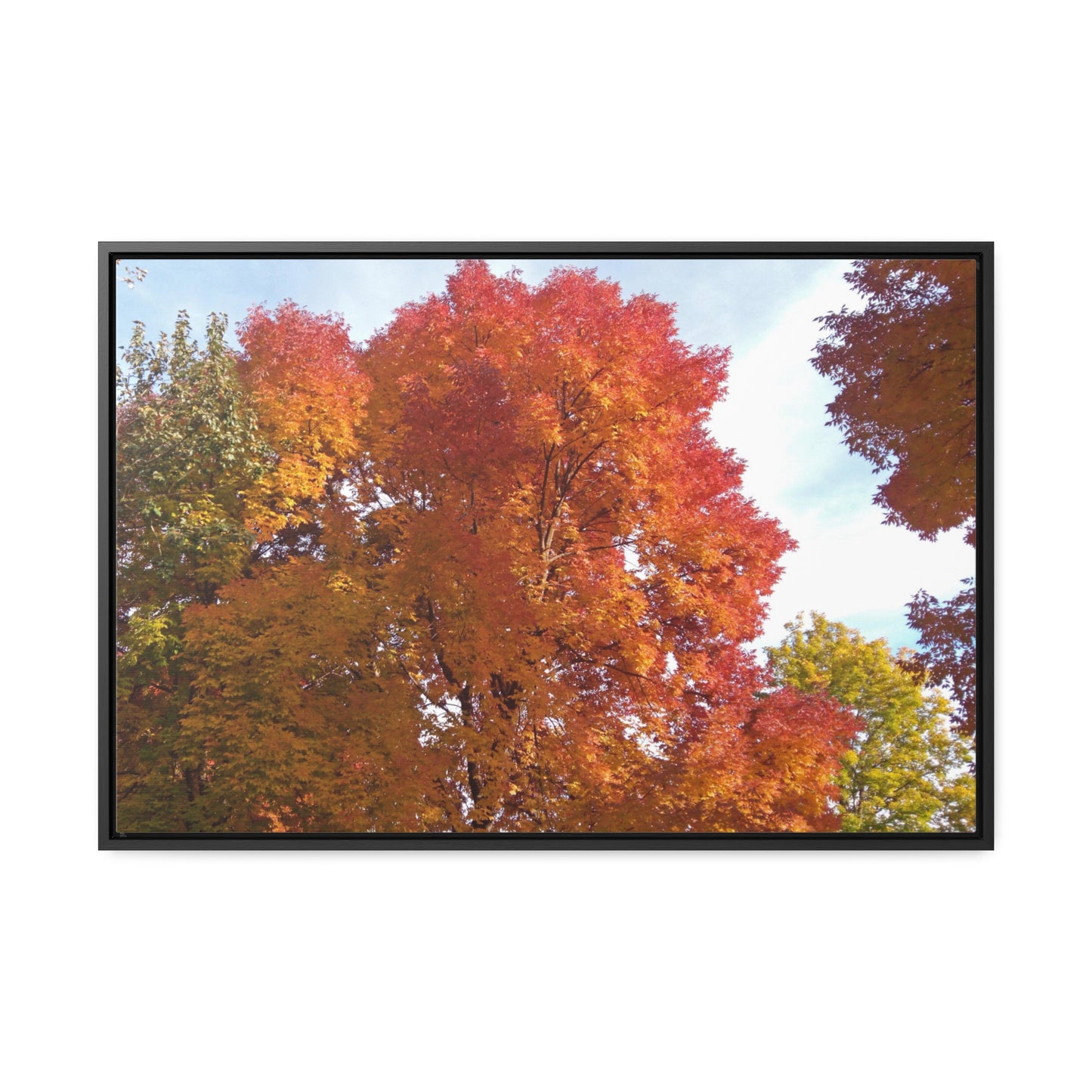 Autumn Radiance Gallery Canvas Wraps Framed