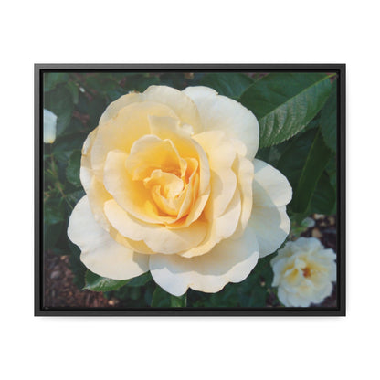 Cream Rose Gallery Canvas Wraps Framed
