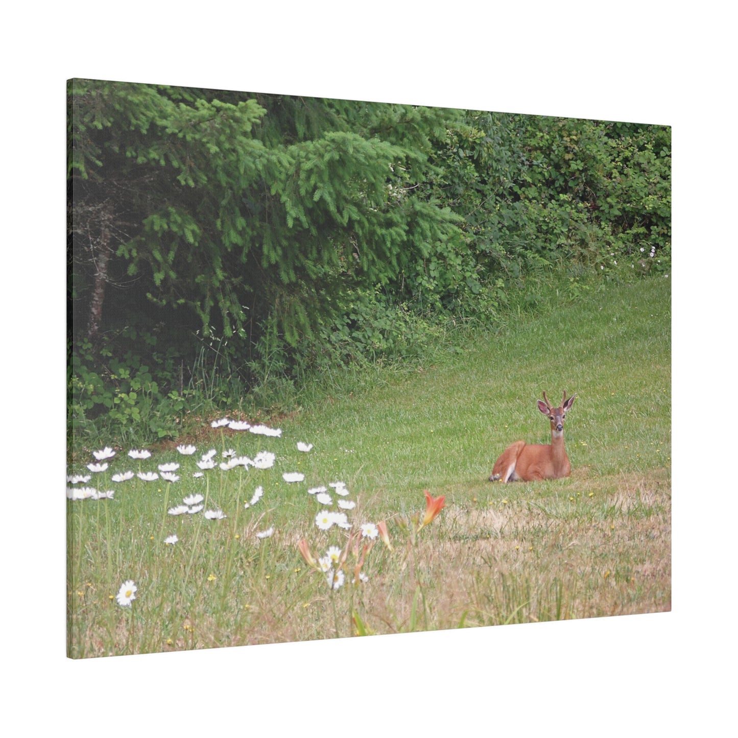 Peace In The Meadow Matte Canvas