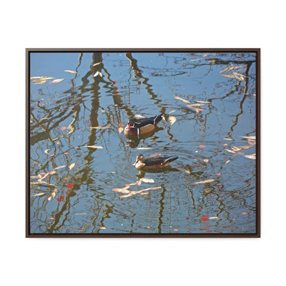 Wood Duck Couple Gallery Canvas Wraps Framed