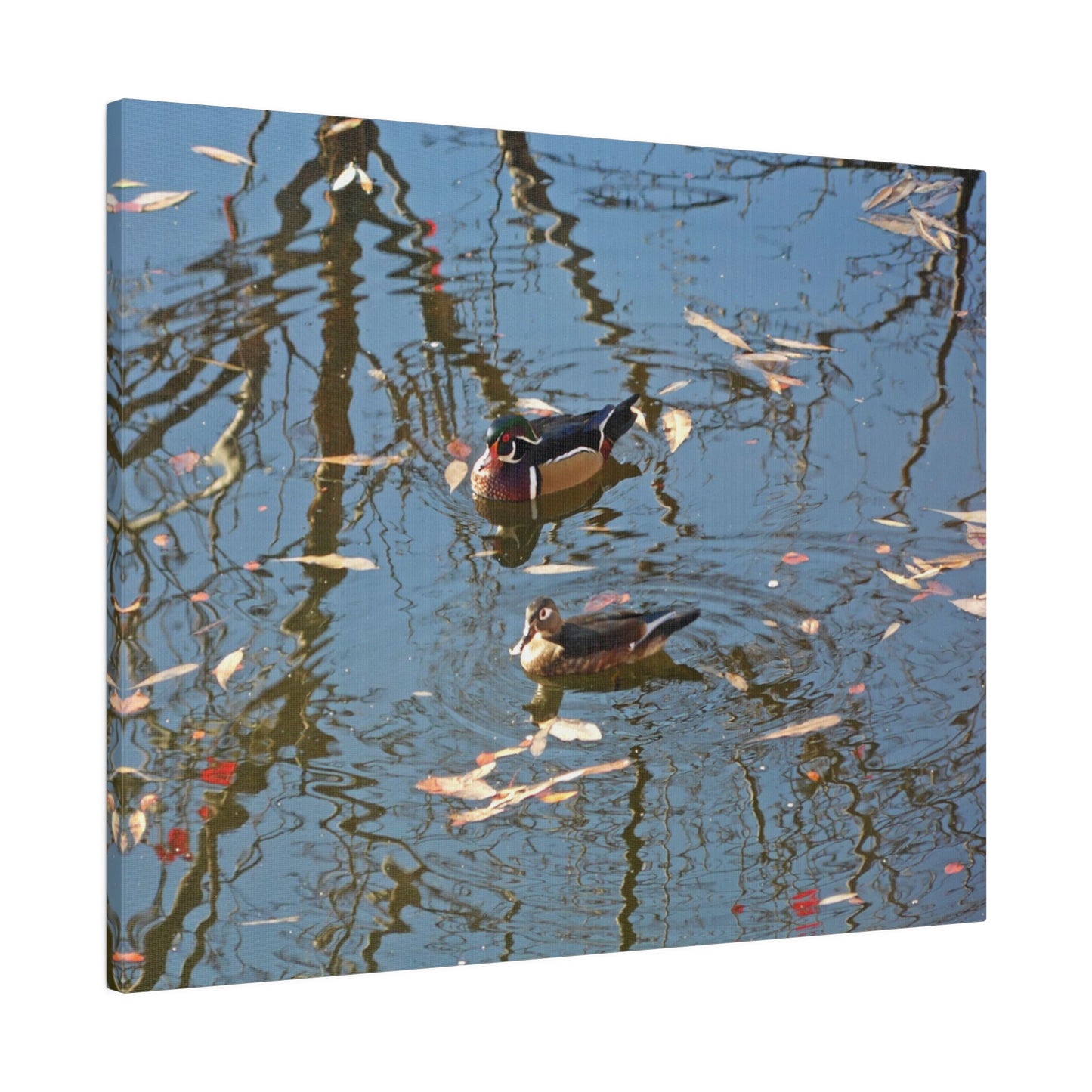 Wood Duck Couple Matte Canvas