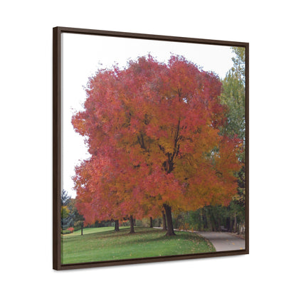 Autumn Tree Mid Fall Gallery Canvas Wrap Square Framed