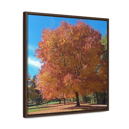 Autumn Tree Late Fall Gallery Canvas Wraps Square Framed