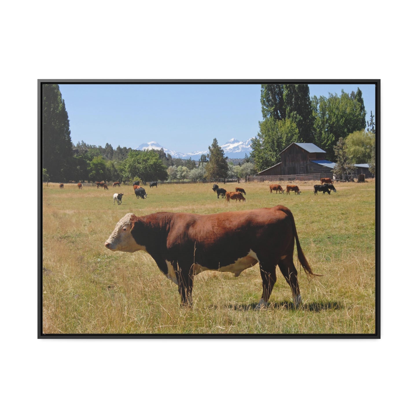 King Of The Pasture Gallery Canvas Wraps Framed