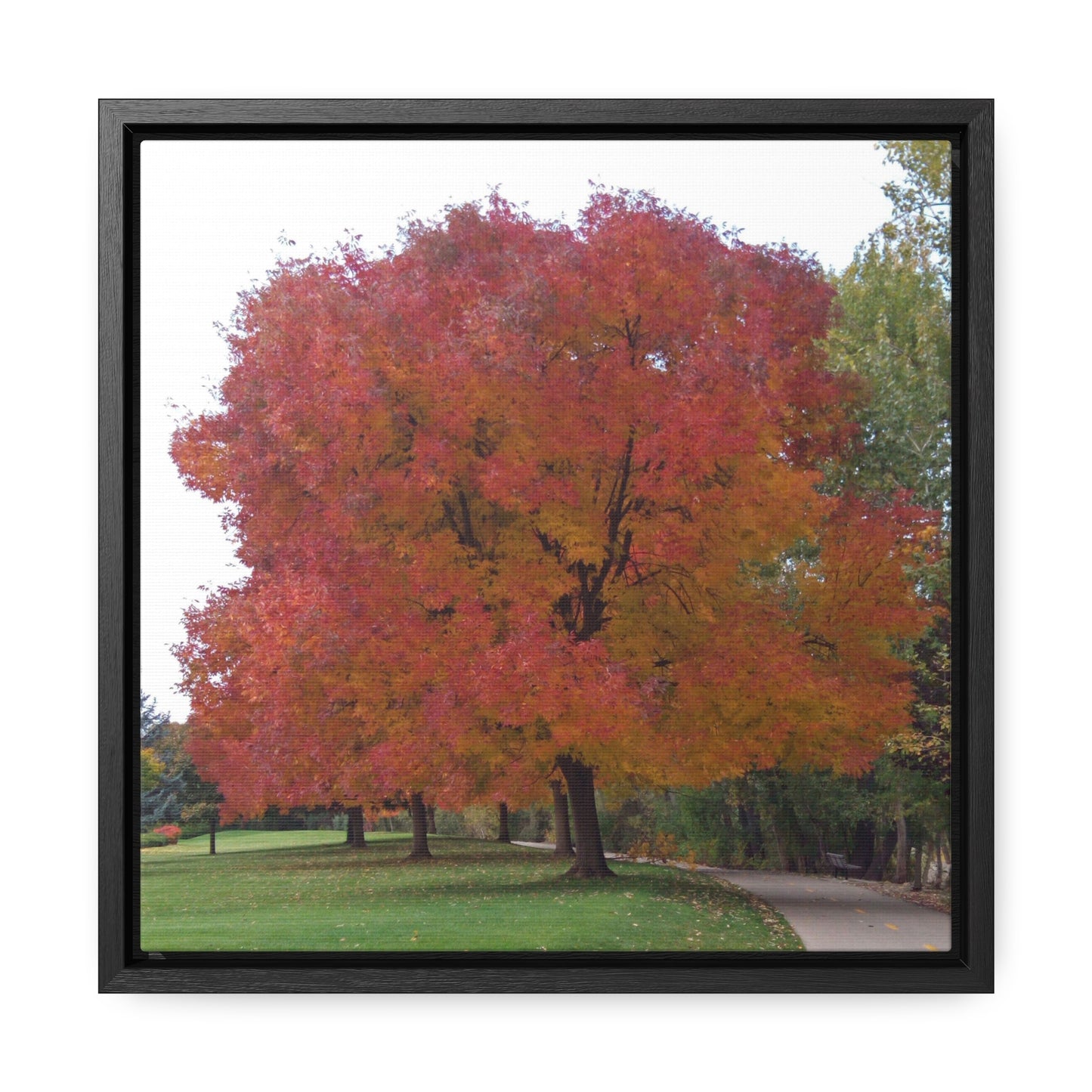 Autumn Tree Mid Fall Gallery Canvas Wrap Square Framed