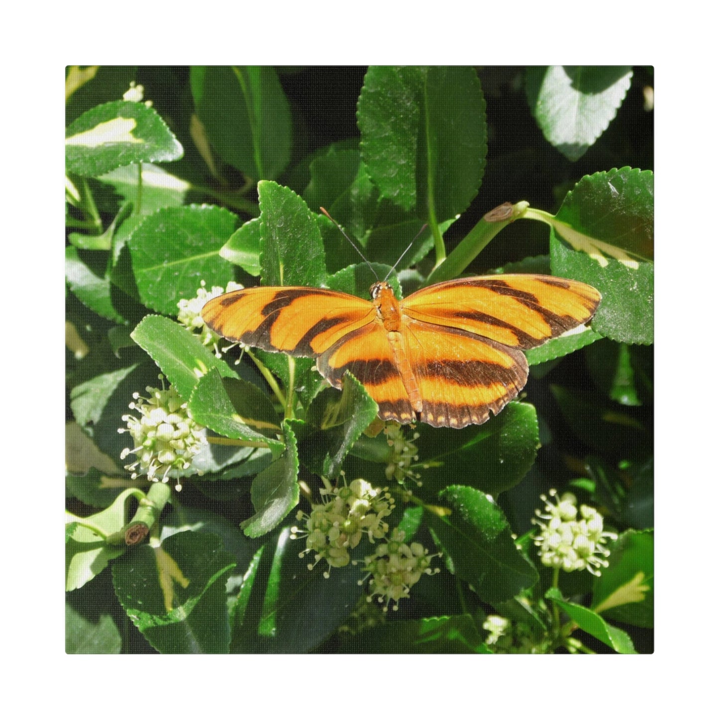 Golden Butterfly Square Matte Canvas