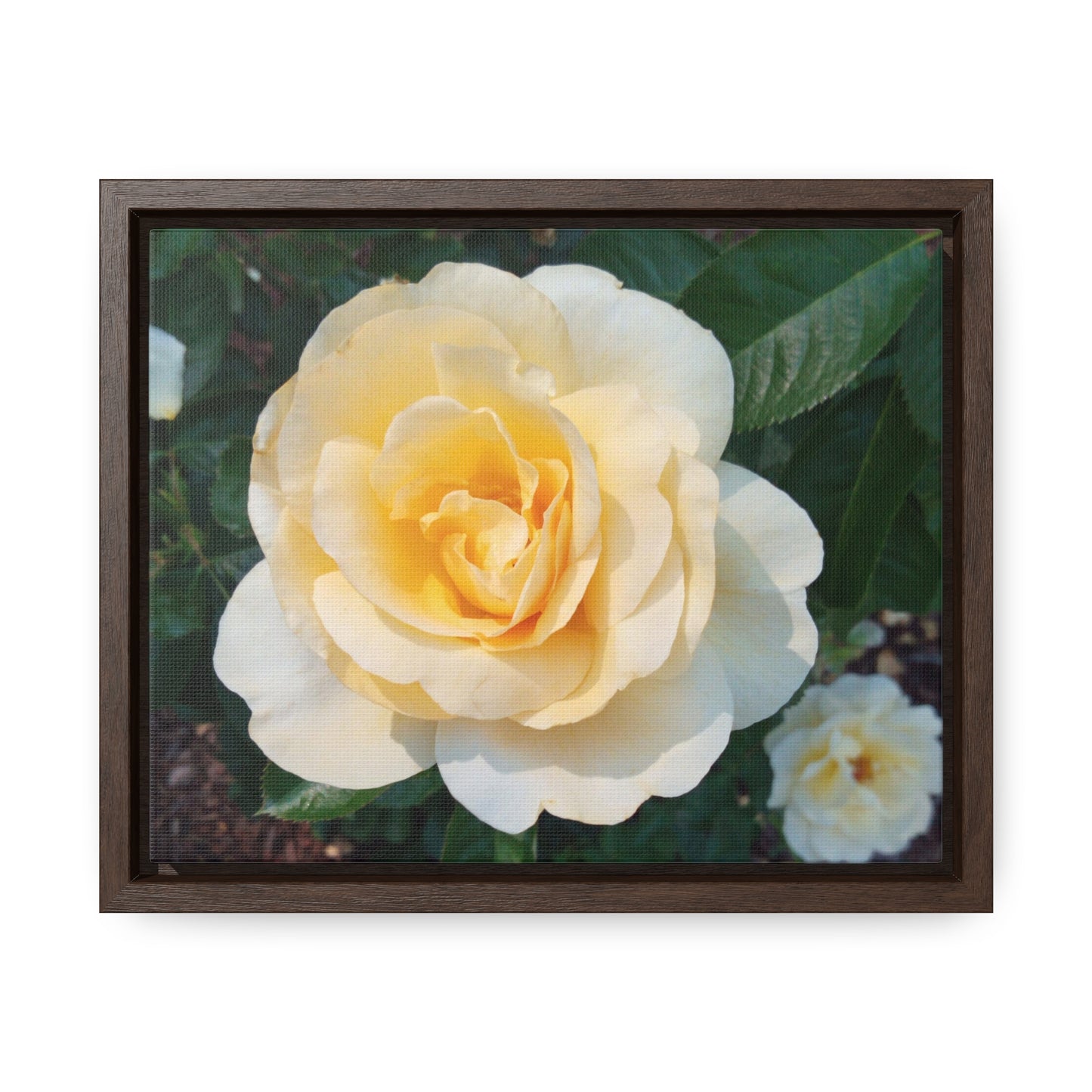 Cream Rose Gallery Canvas Wraps Framed
