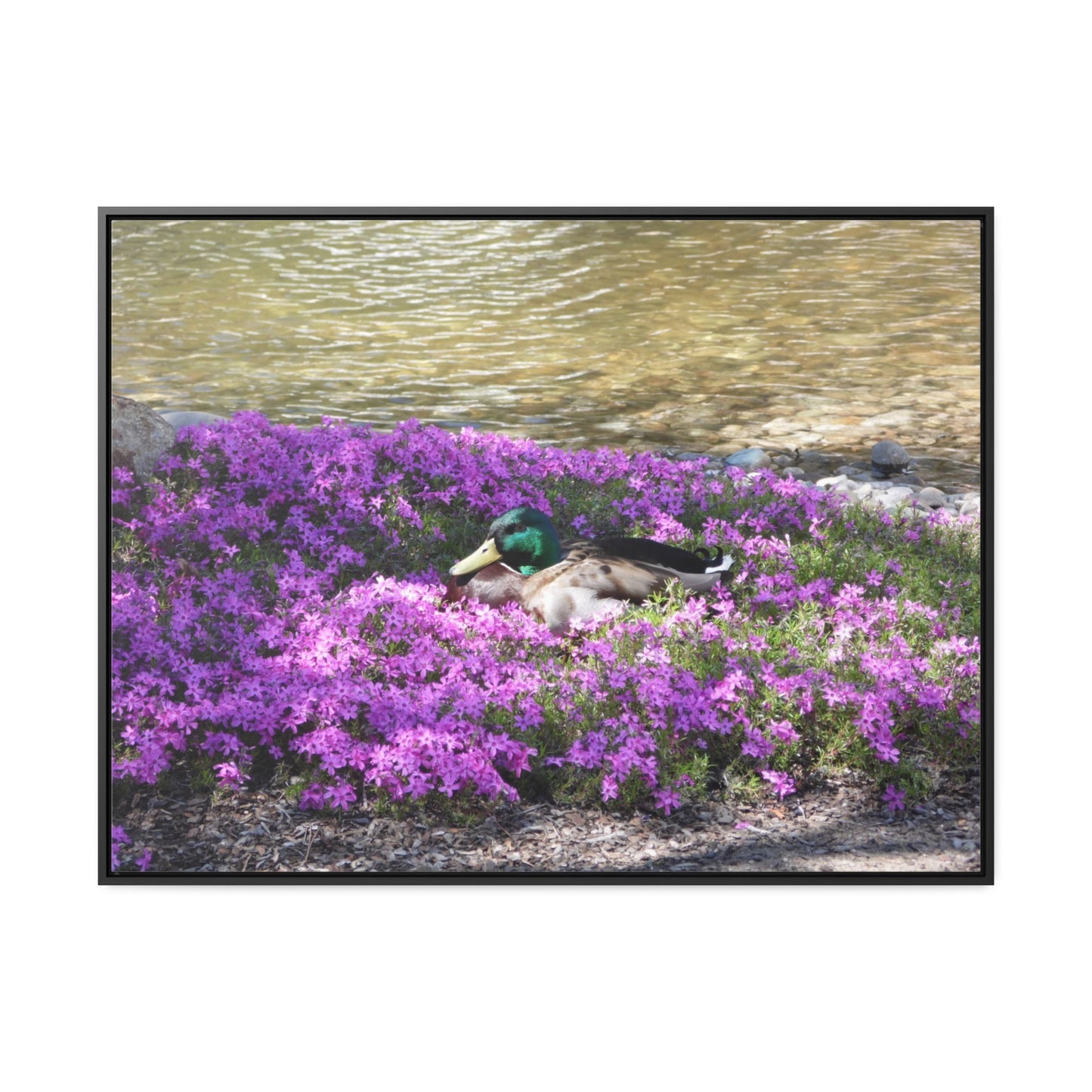 Duck Resting In Flowers Gallery Canvas Wraps Framed